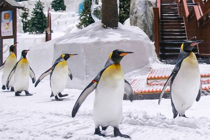 Ski Dubai Full Day Admission Ticket - Photo 1 of 13